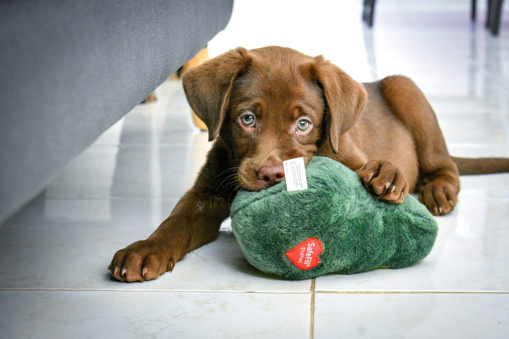 A chocolate Lab puppy chews on a dog toy