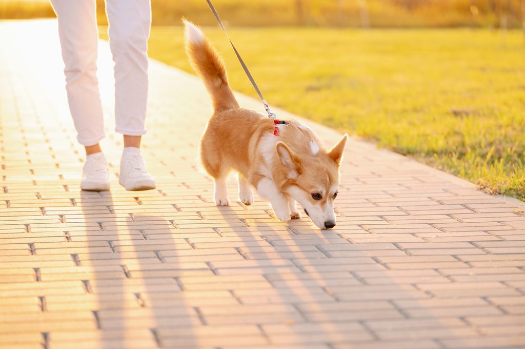 A corgi dog walks on leash next to a person