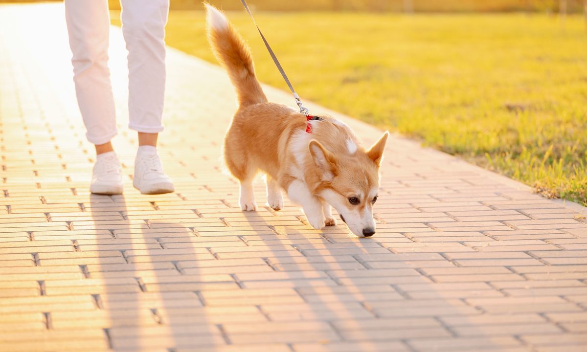 A corgi dog walks on leash next to a person