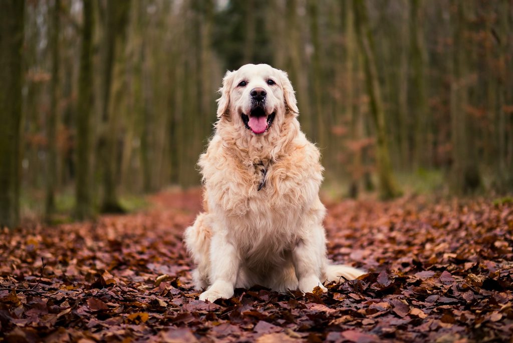 A fluffy Golden Retriever sits in autumn leaves