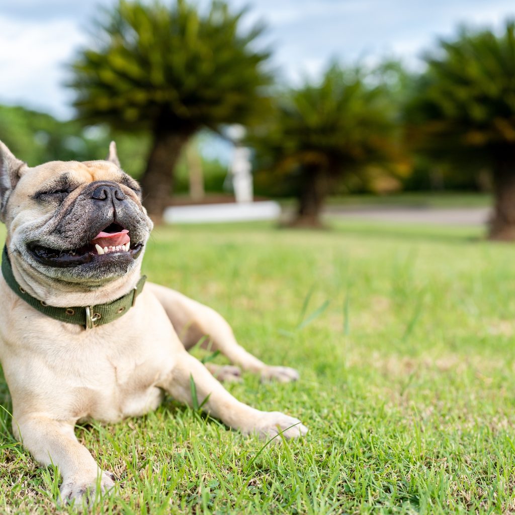 Panting dog lying on grass field against palm tree