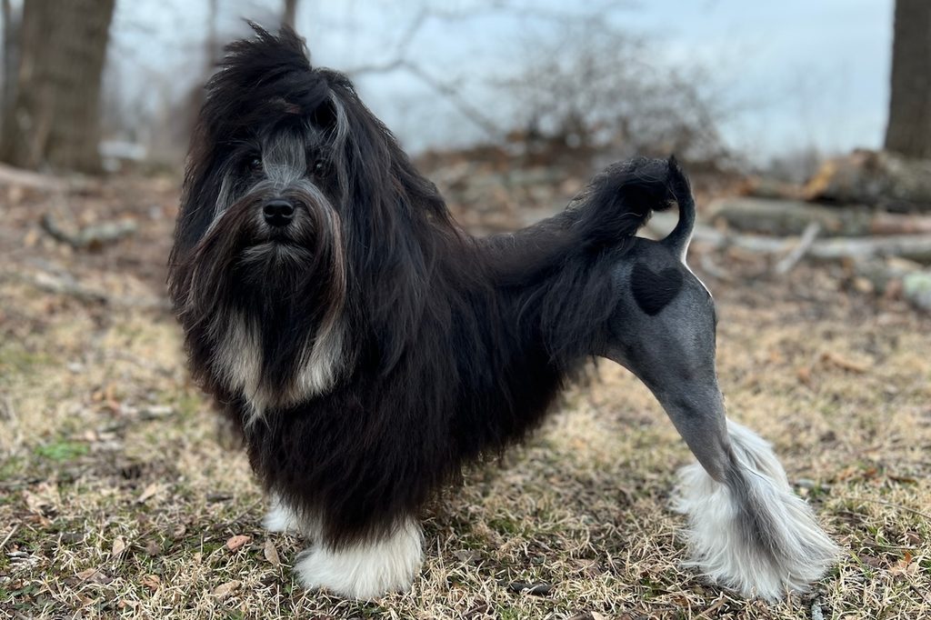 A lowchen dog stands outside