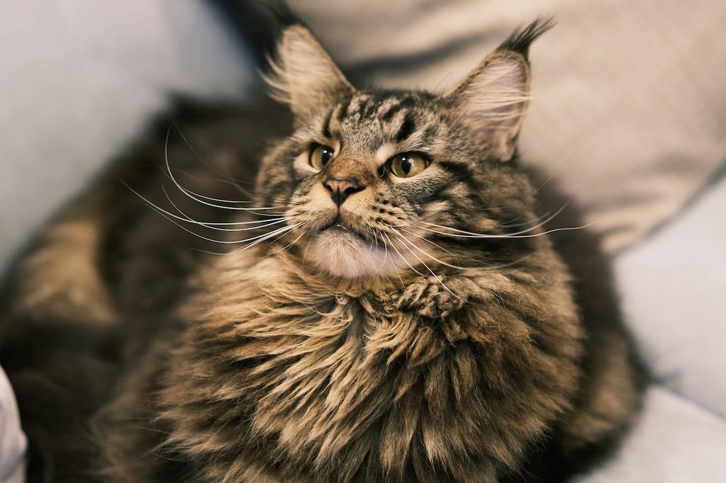 A Maine Coon sits on the couch