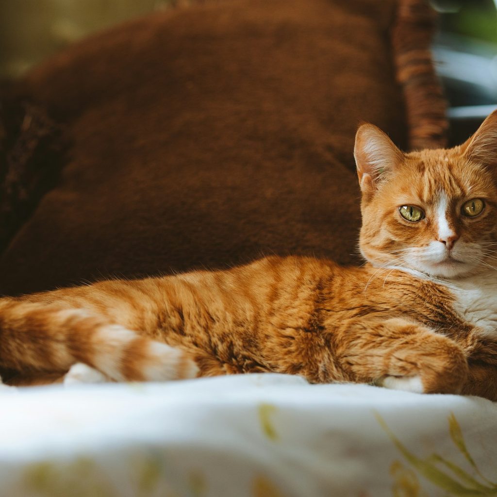 An orange cat sits in a sunny spot on a table