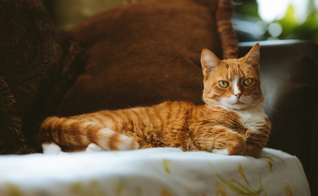 An orange cat sits in a sunny spot on a table