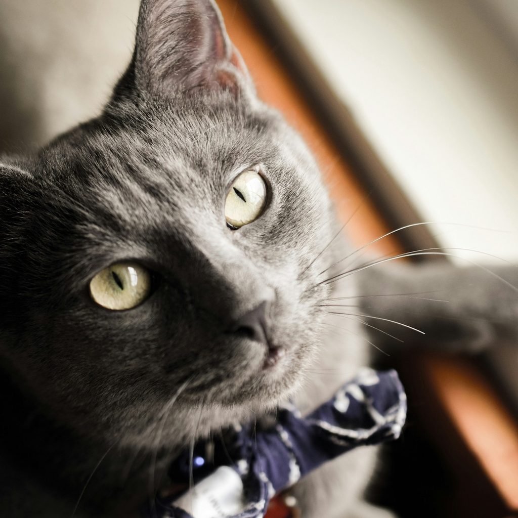 A Russian Blue cat with a bow tie
