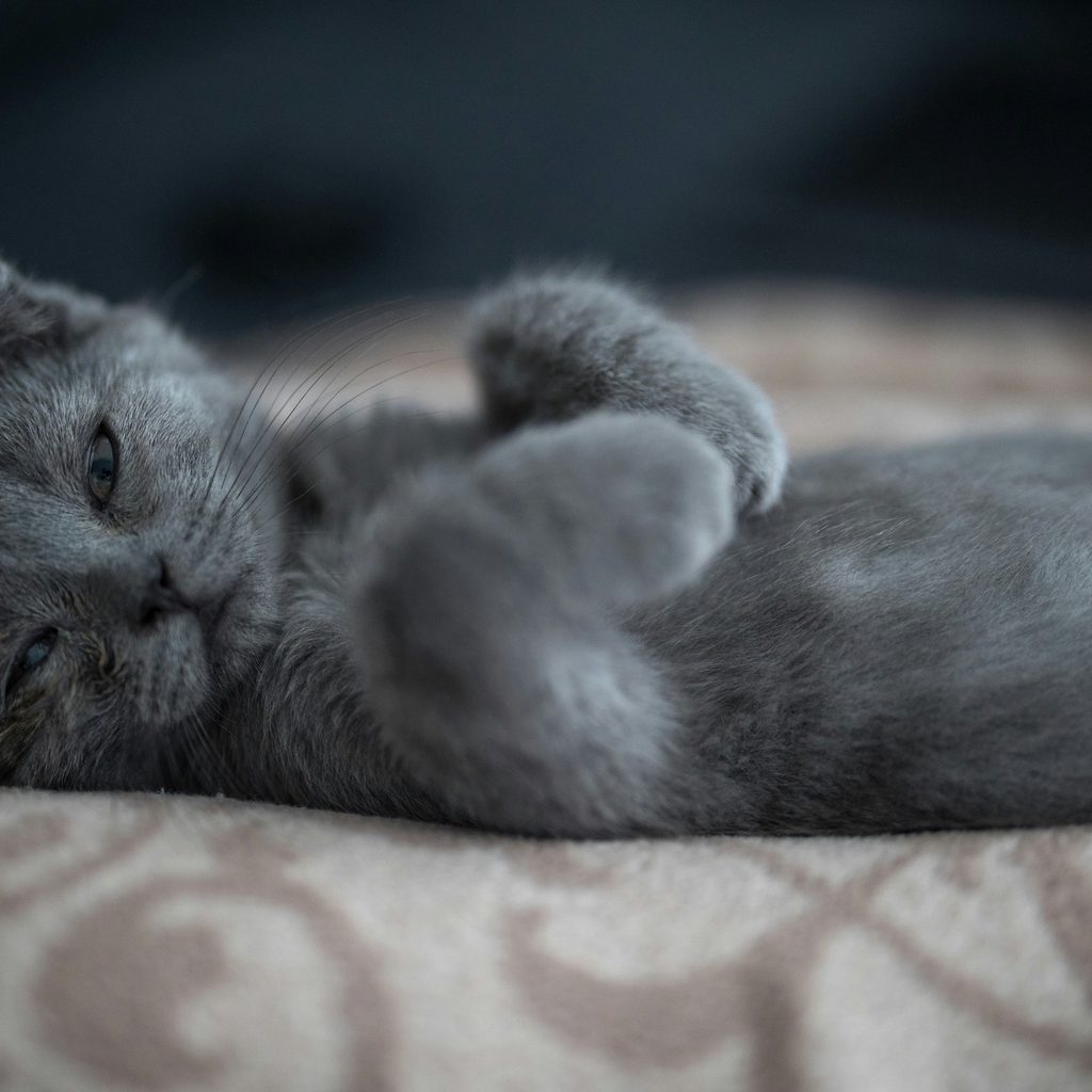 A Scottish Fold cat lies on their back and looks to the side