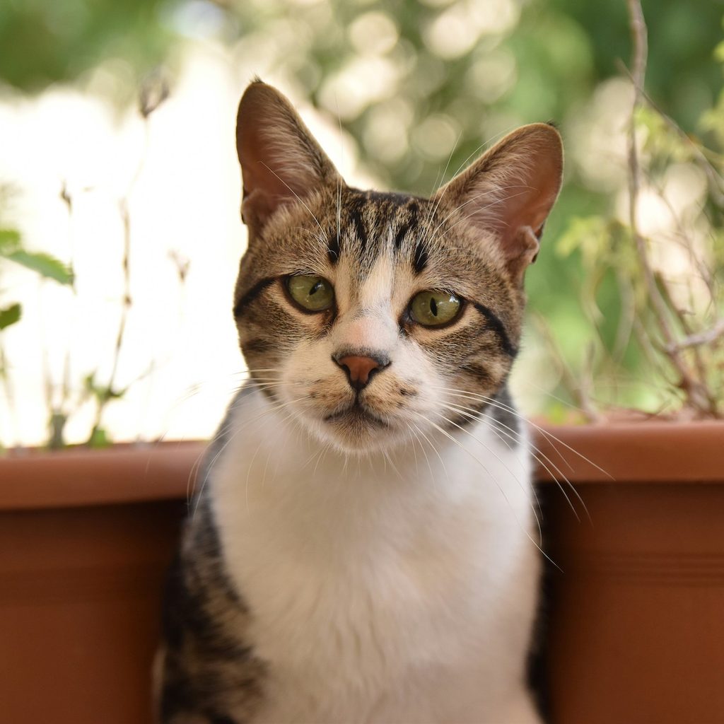 A tabby and white American shorthair cat sitting outside