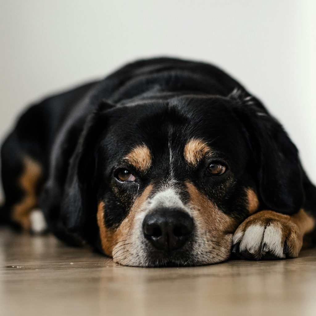 A tri-colored dog lies on a wood floor