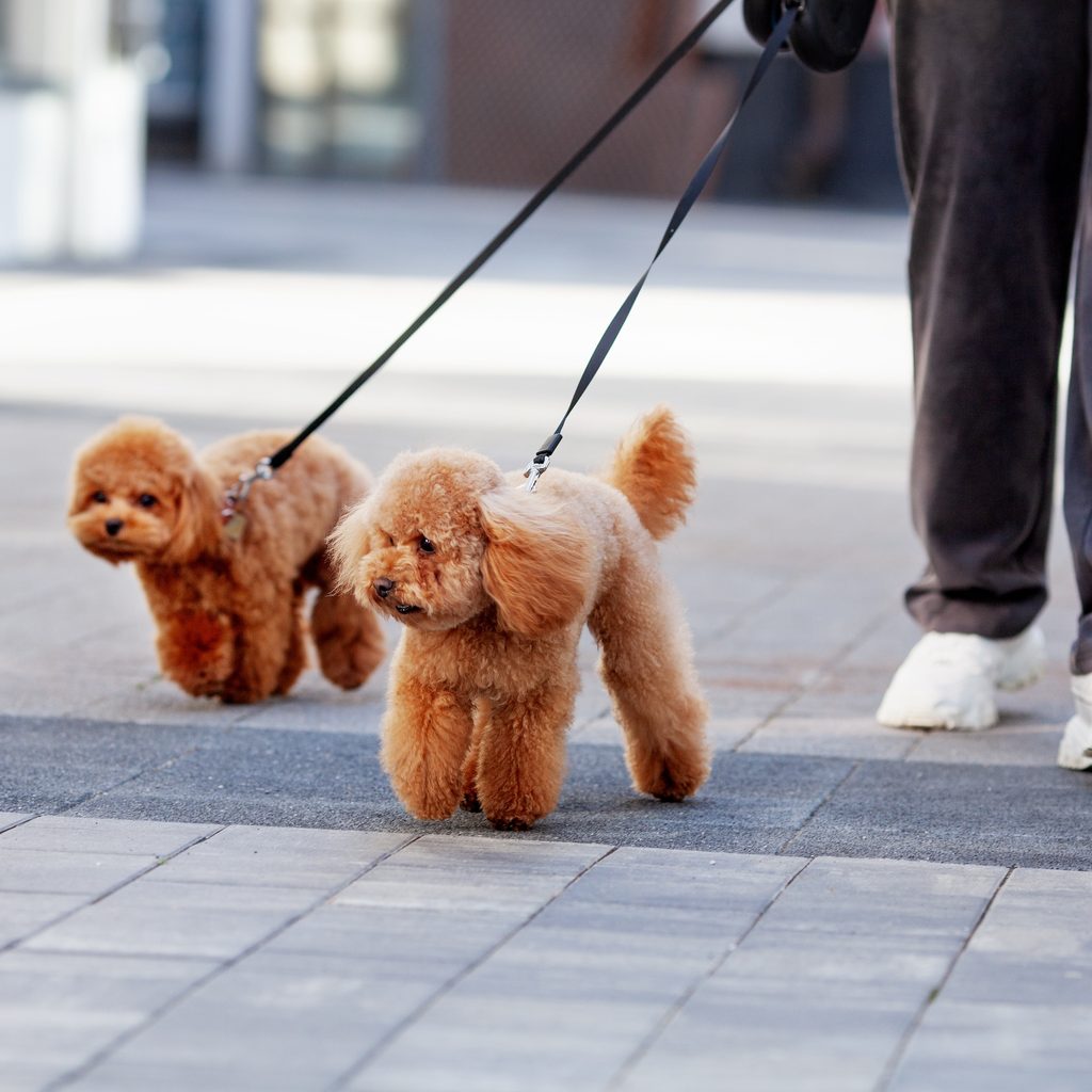 Two apricot toy poodles walk on leash outdoors