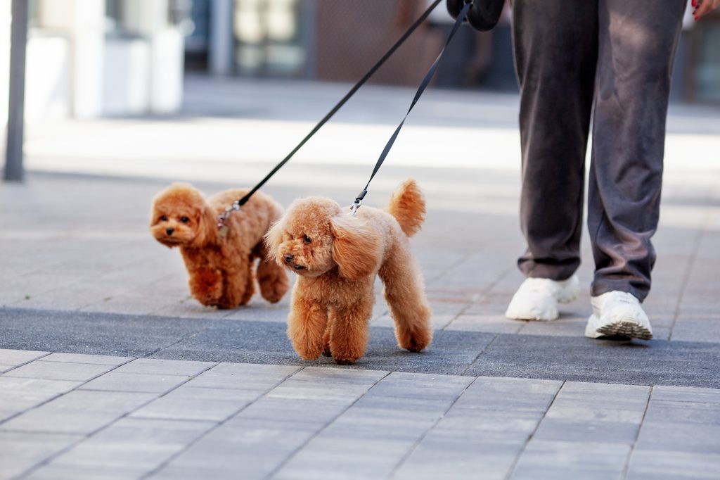 Two apricot toy poodles walk on leash outdoors