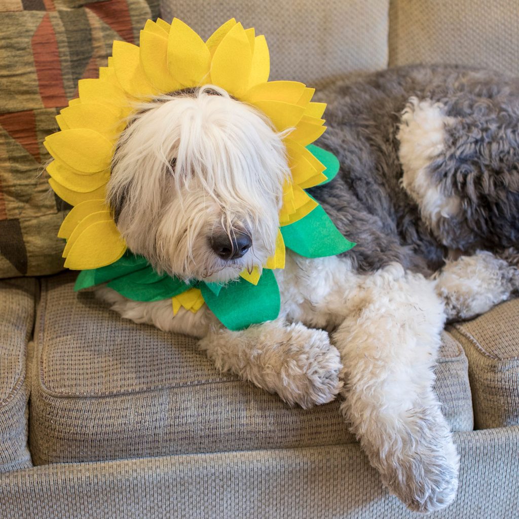 Big dog with flower cone costume