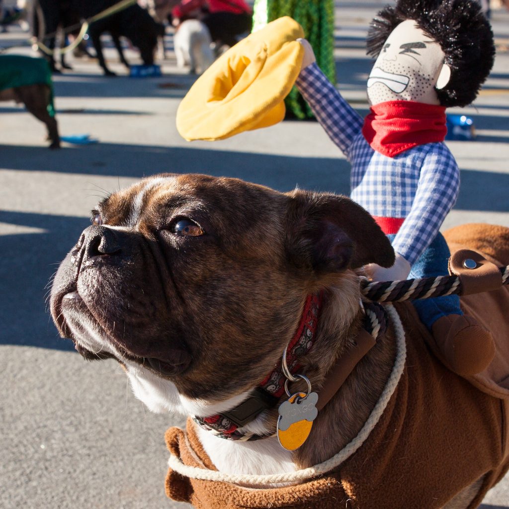 Big dog with ride-on cowboy costume
