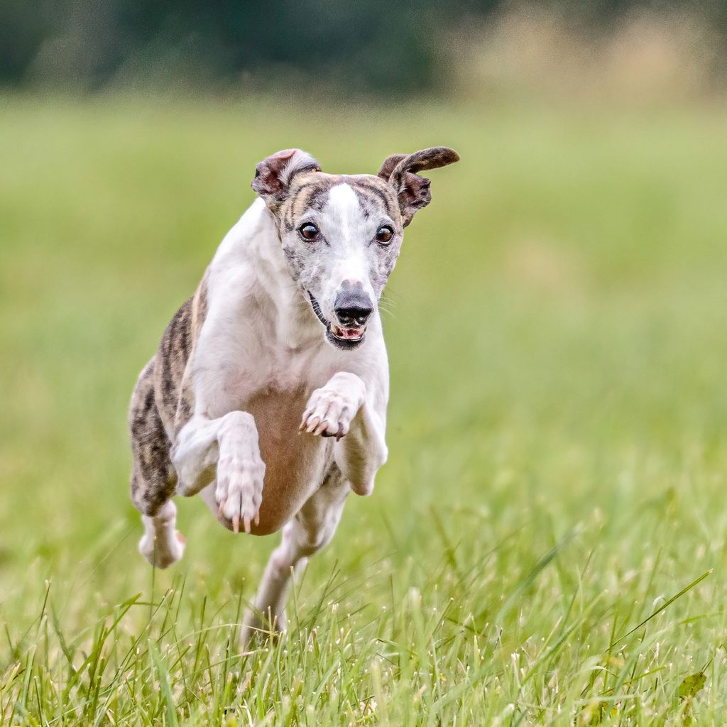 Whippet dog running in a field