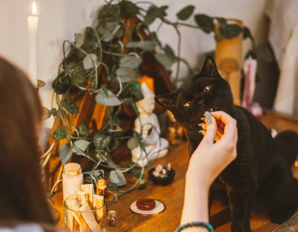 black cat on credenza getting a treat