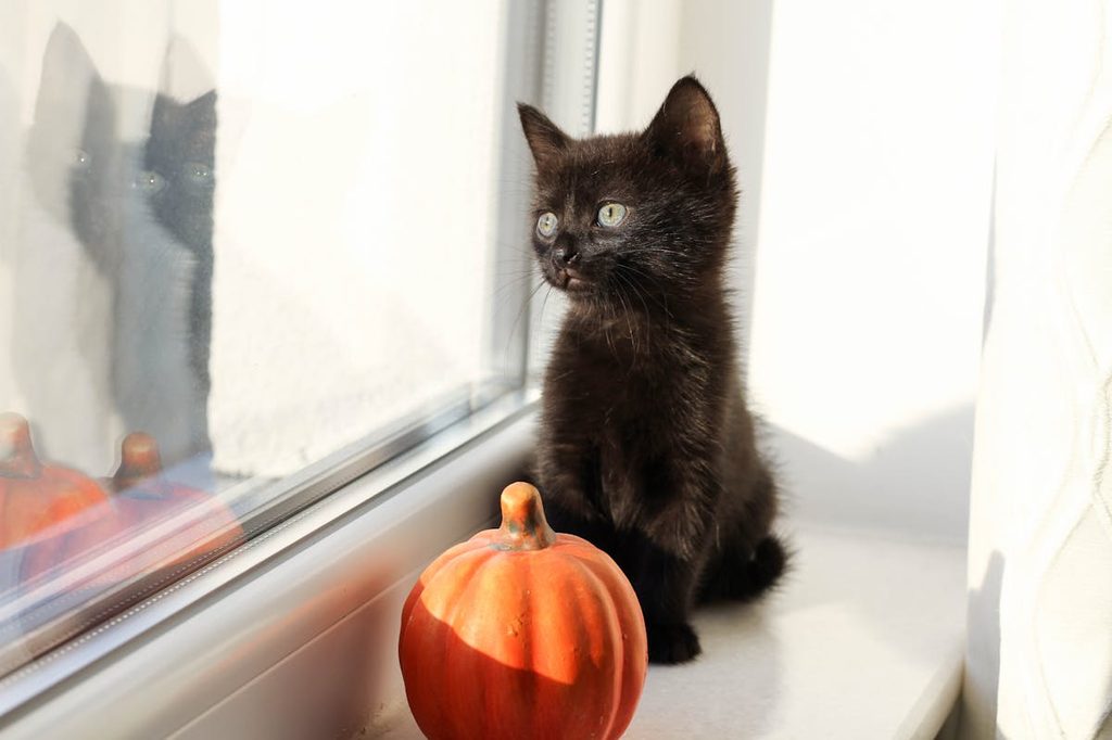 a black kitten by a window with a pumpkin