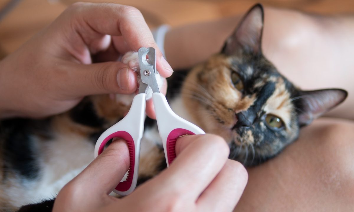 Cat owner is cutting cat's nails as pet care grooming
