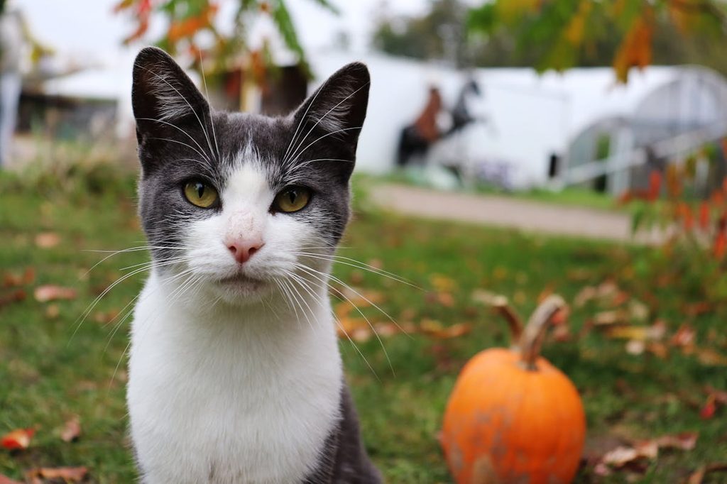 black and white cat outside in front of pumpkin
