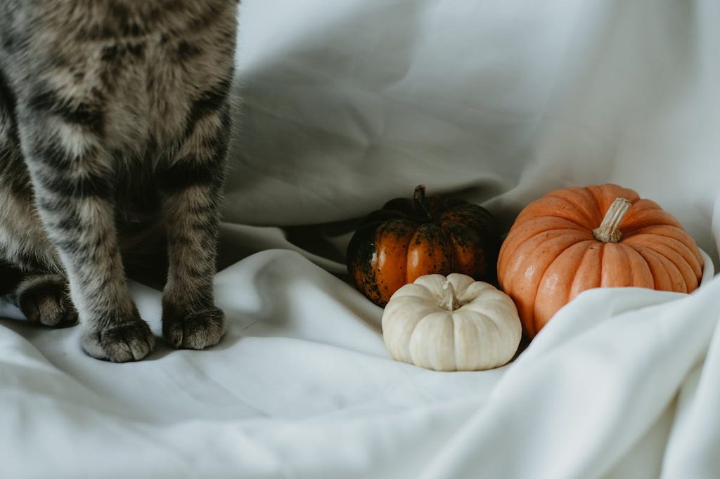 cat paw pumpkin