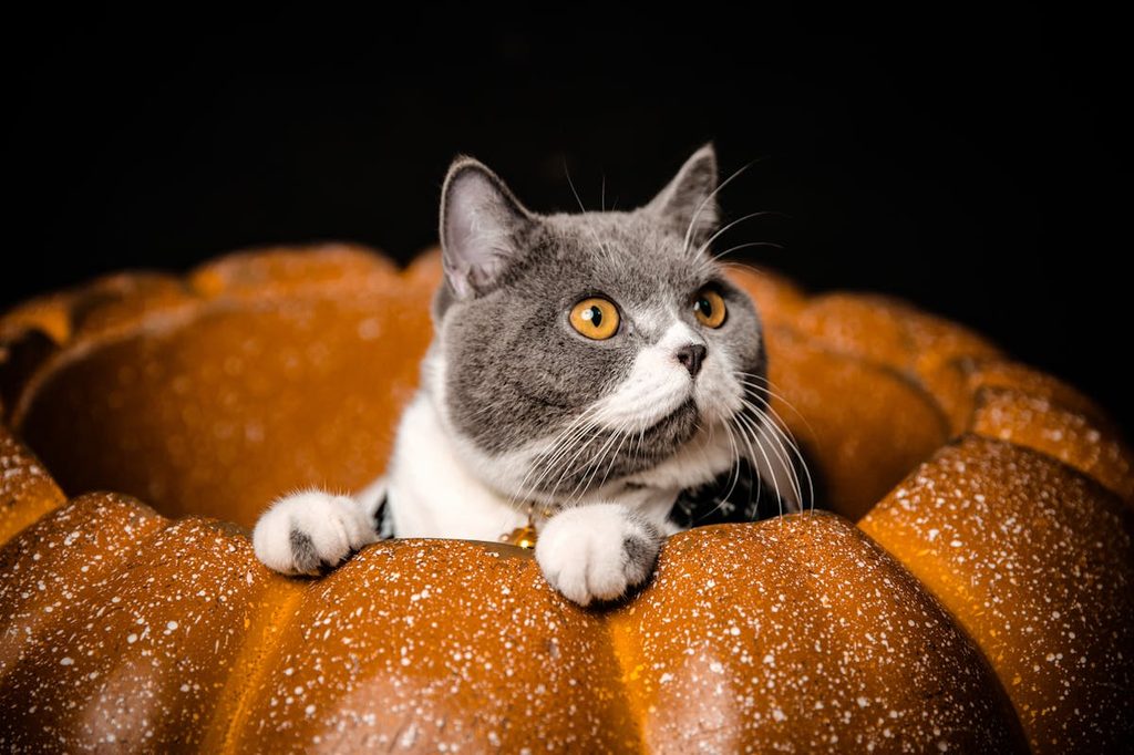cat coming out of a pumpkin