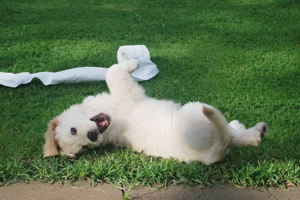 dog rolling in grass with toilet paper
