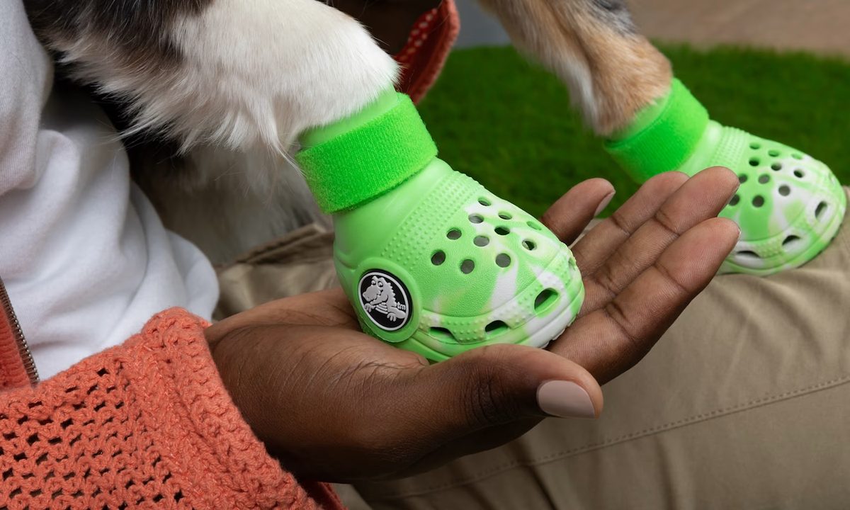 Dog in green dog crocs