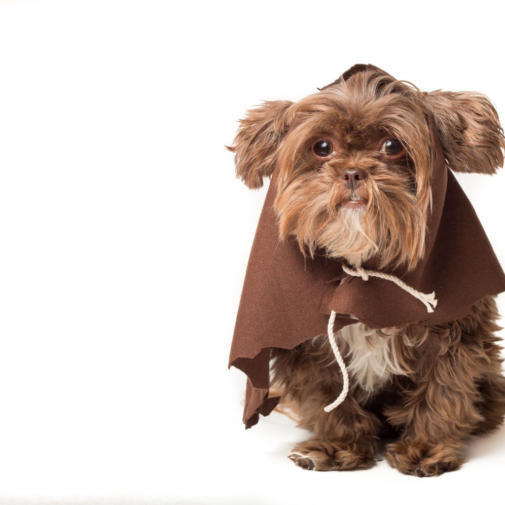 dog with Ewok costume