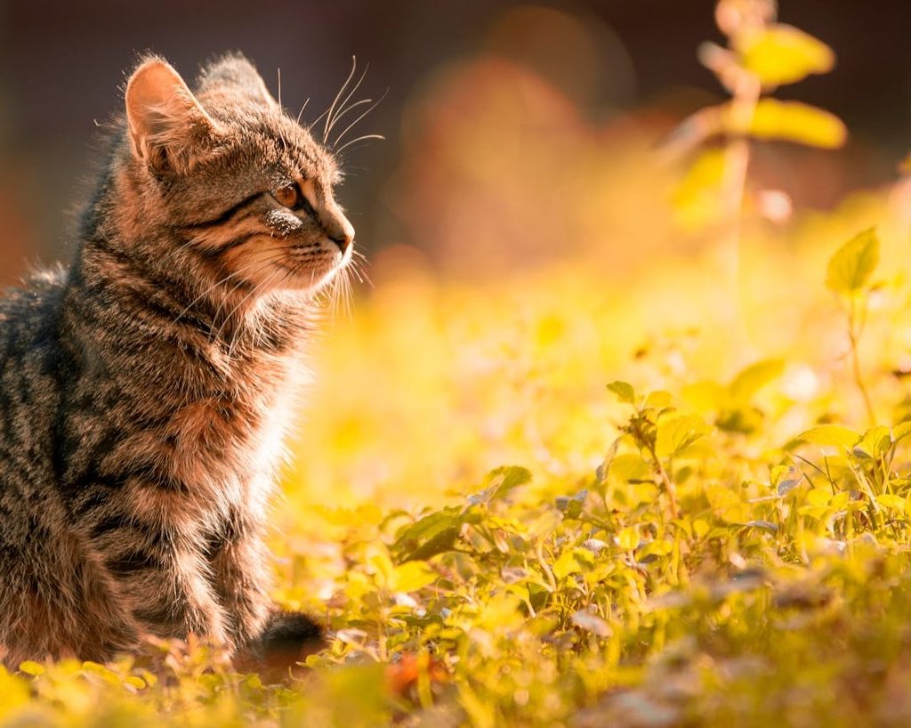 A gray kitten outside during golden hour