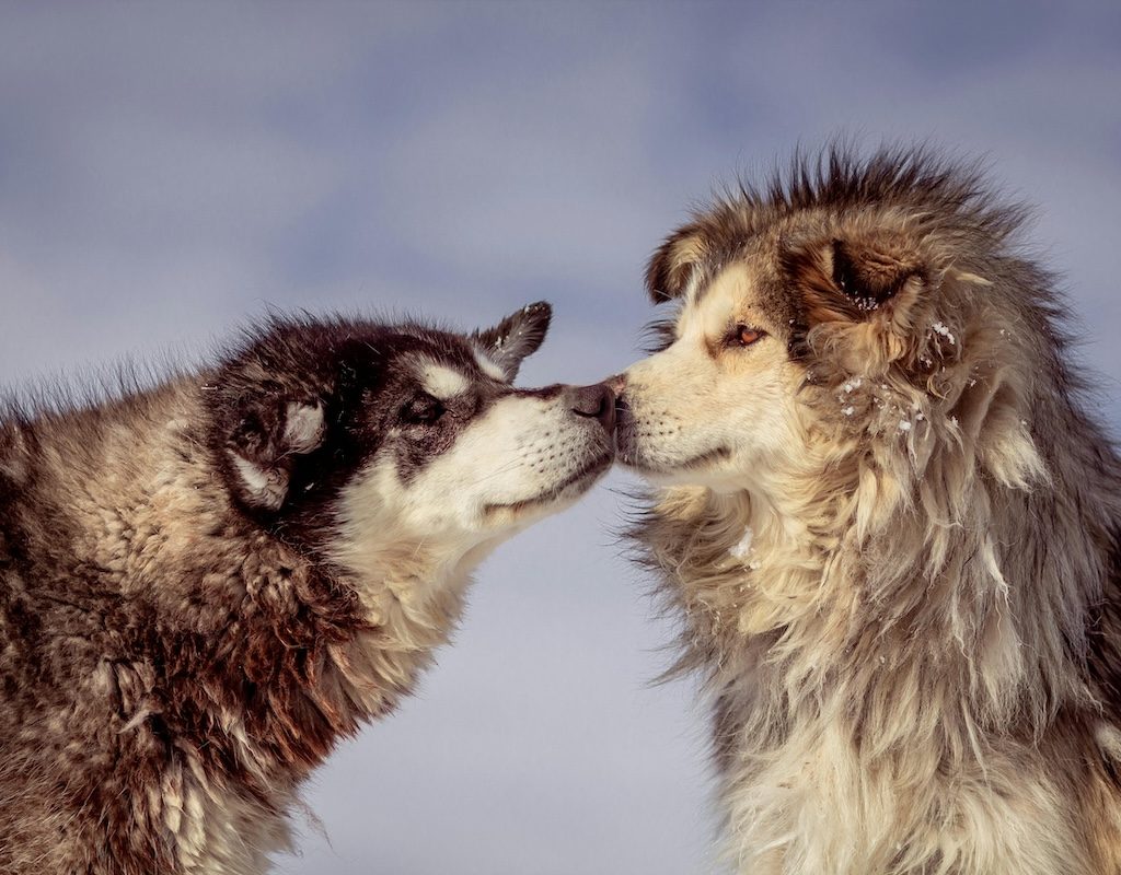 Two malamutes in the snow