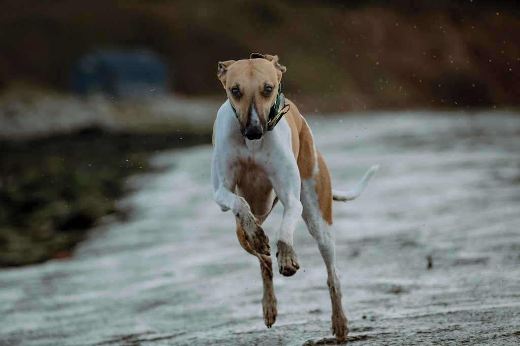 greyhound running, shot is head on