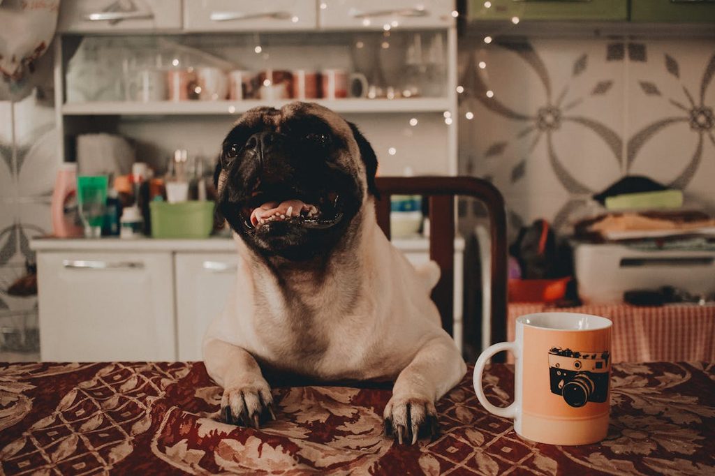 puggle with paws on table