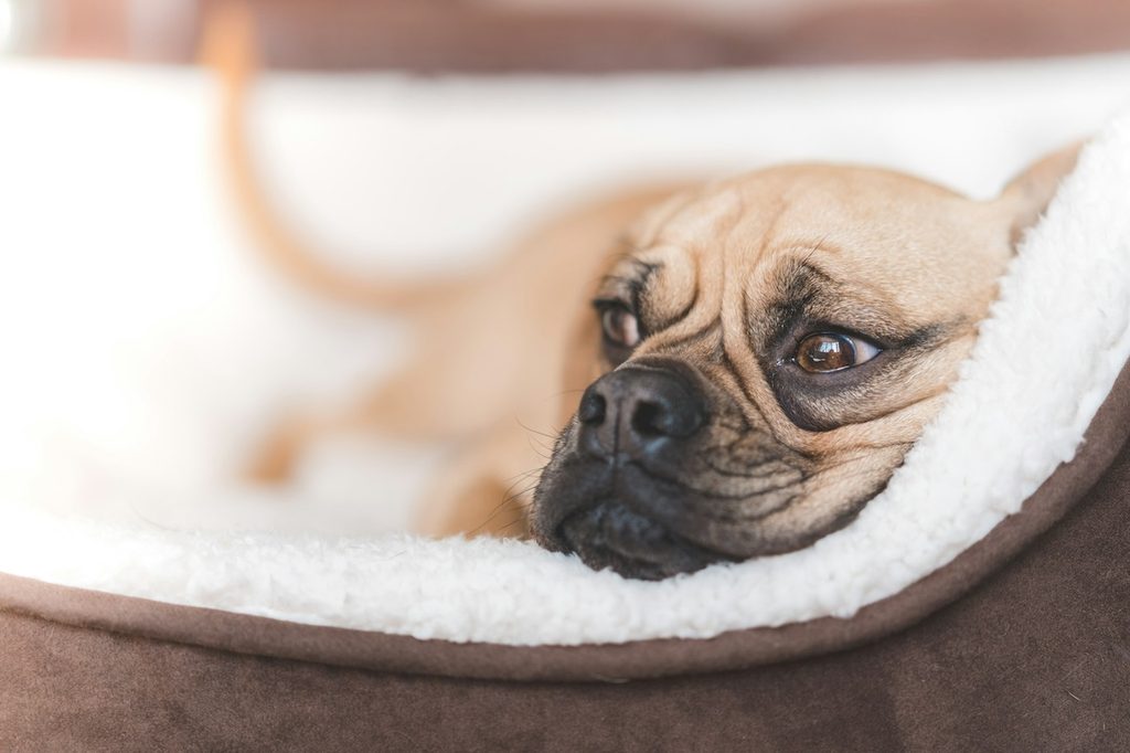 a puggle lying in bed