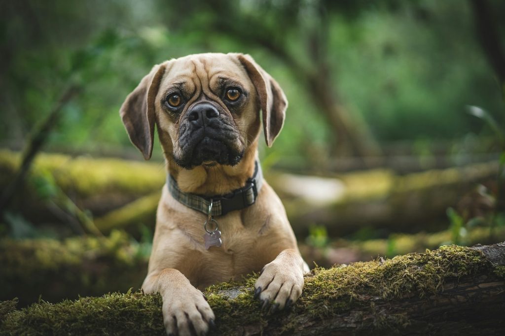 puggle on moss log
