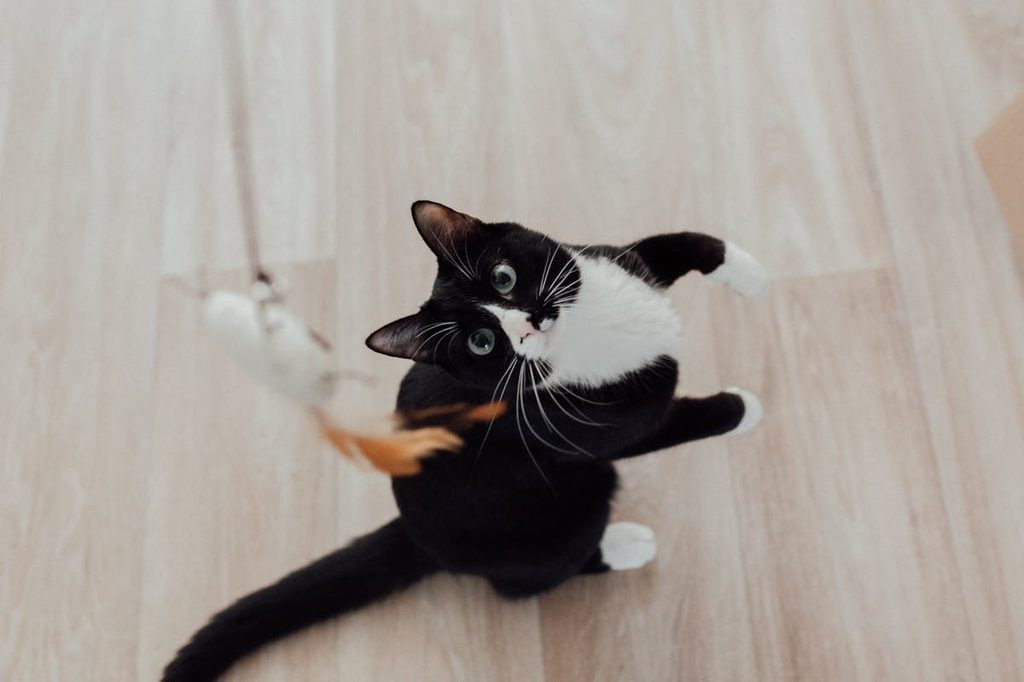 a tuxedo cat getting ready to bat a wand toy