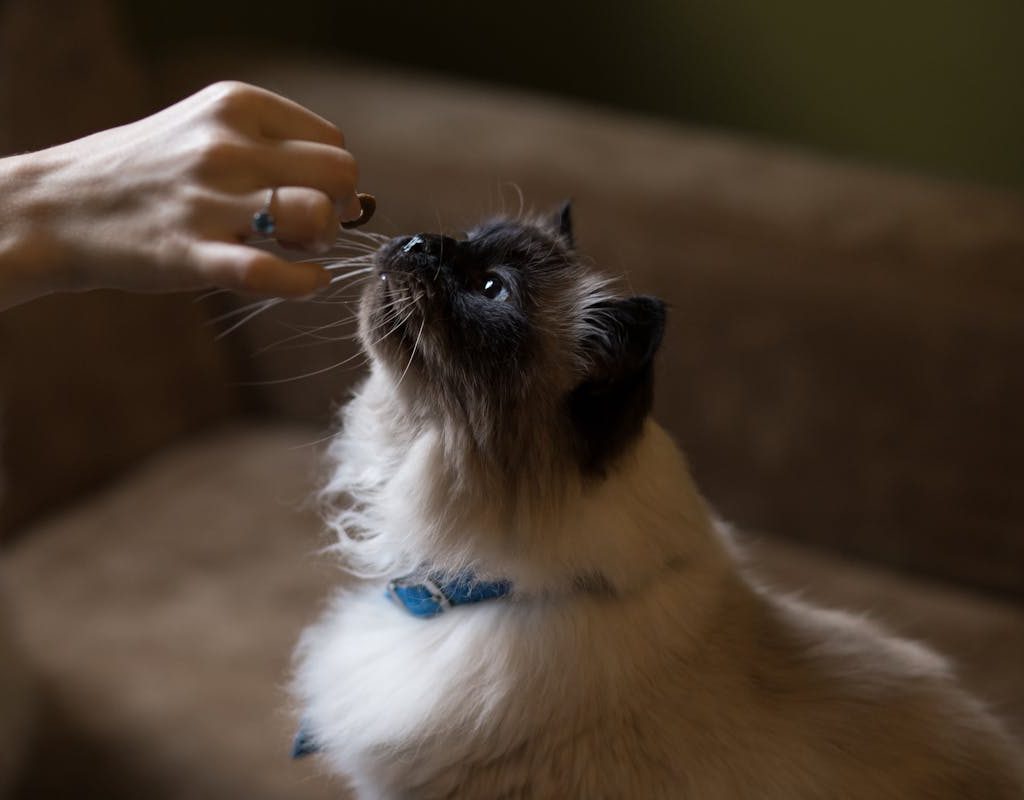 Himalayan cat getting a treat