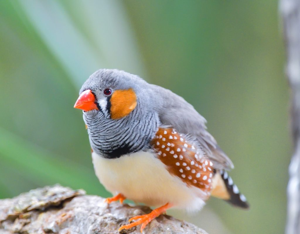 Zebra Finch