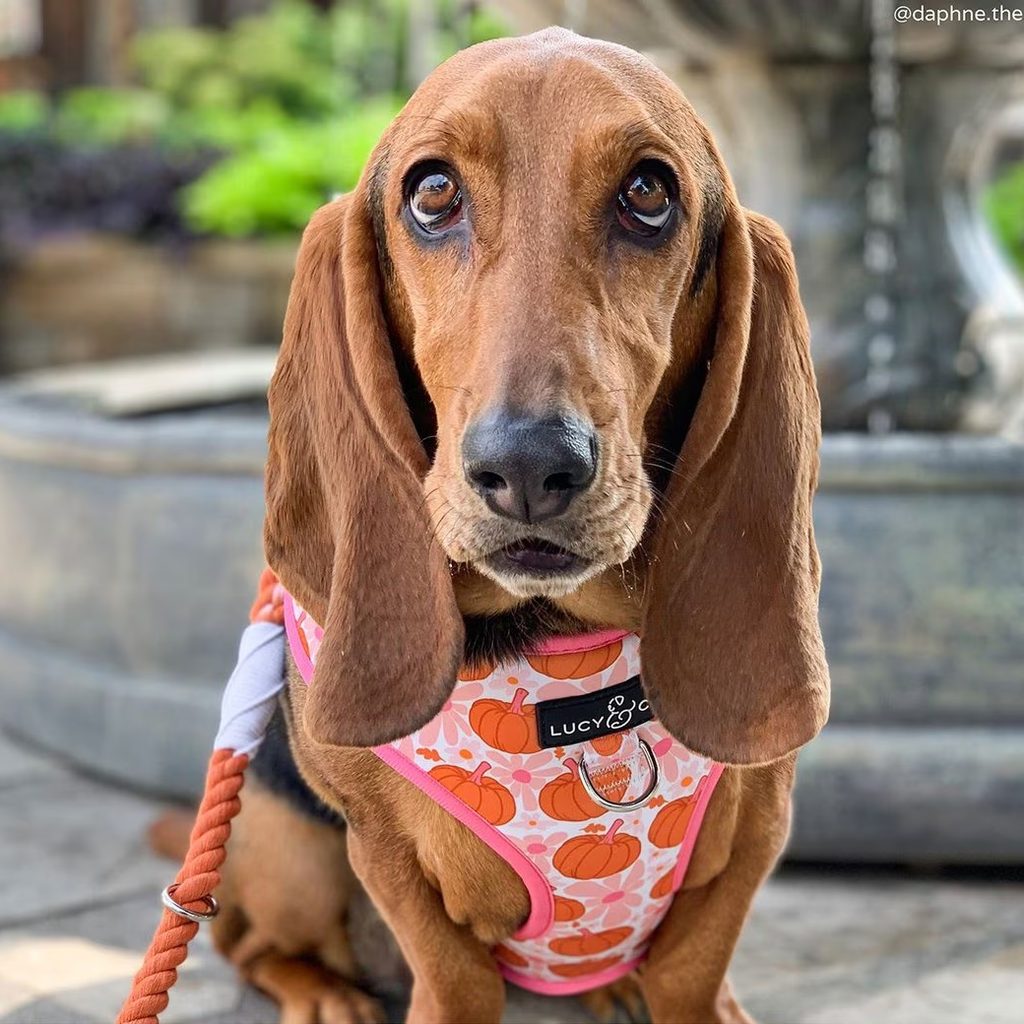 Basset hound in pink pumpkin harness