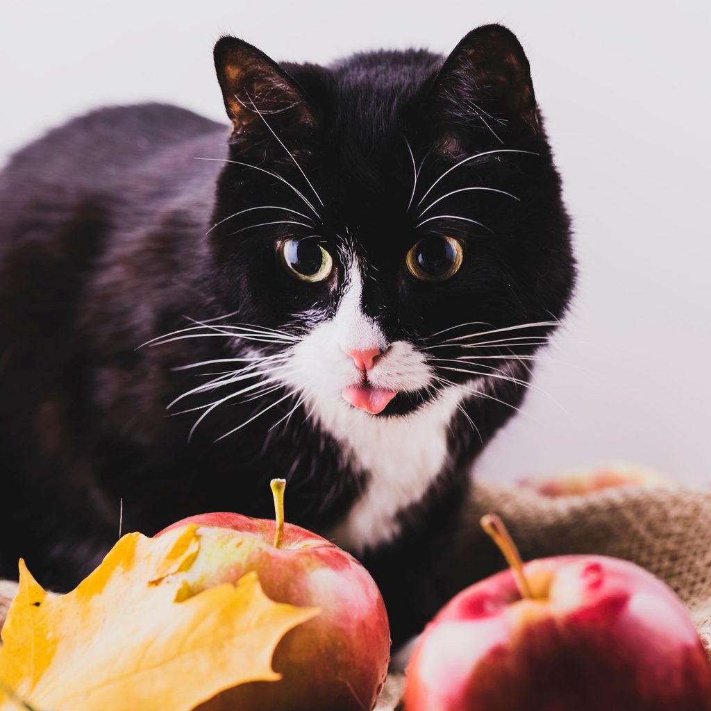 Black and white cat looking at apples