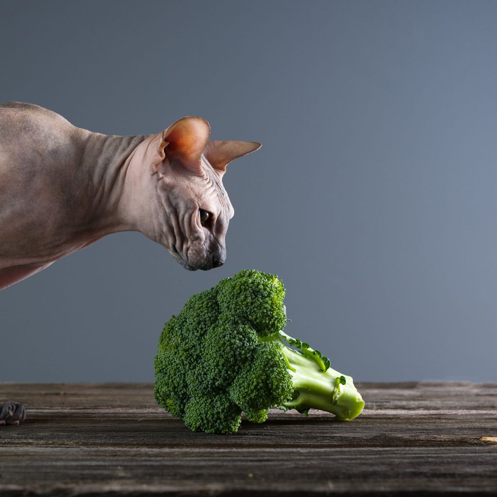 Cat sniffing broccoli on a table