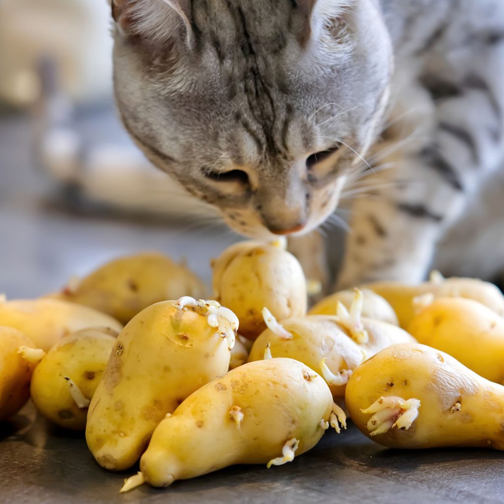 Cat sniffing potatoes