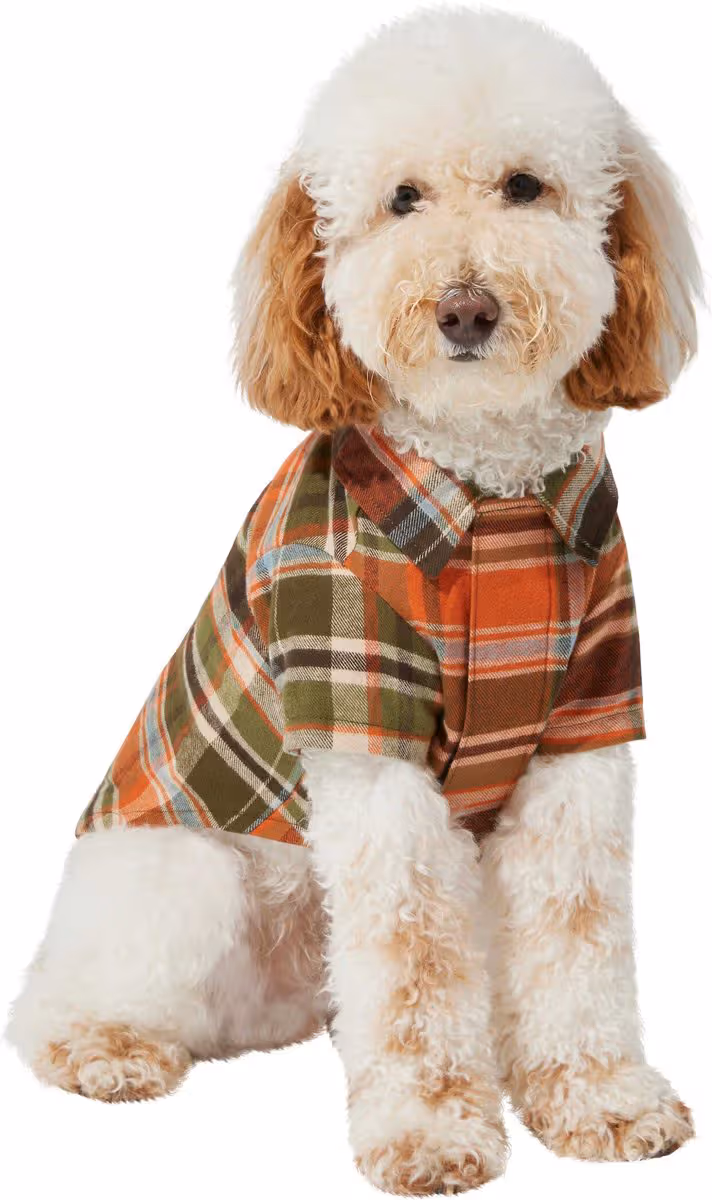A doodle dog in an orange and green plaid shirt