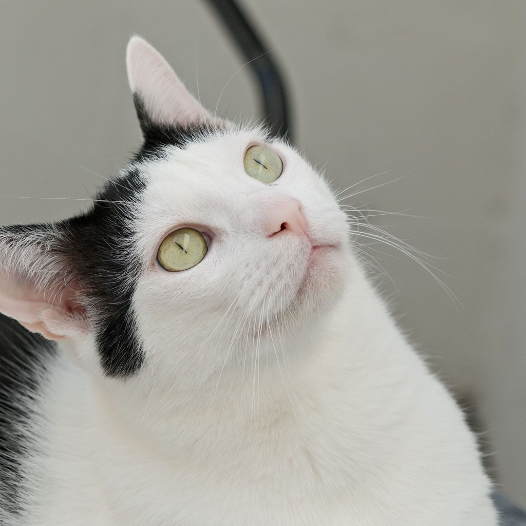 Japanese bobtail cat