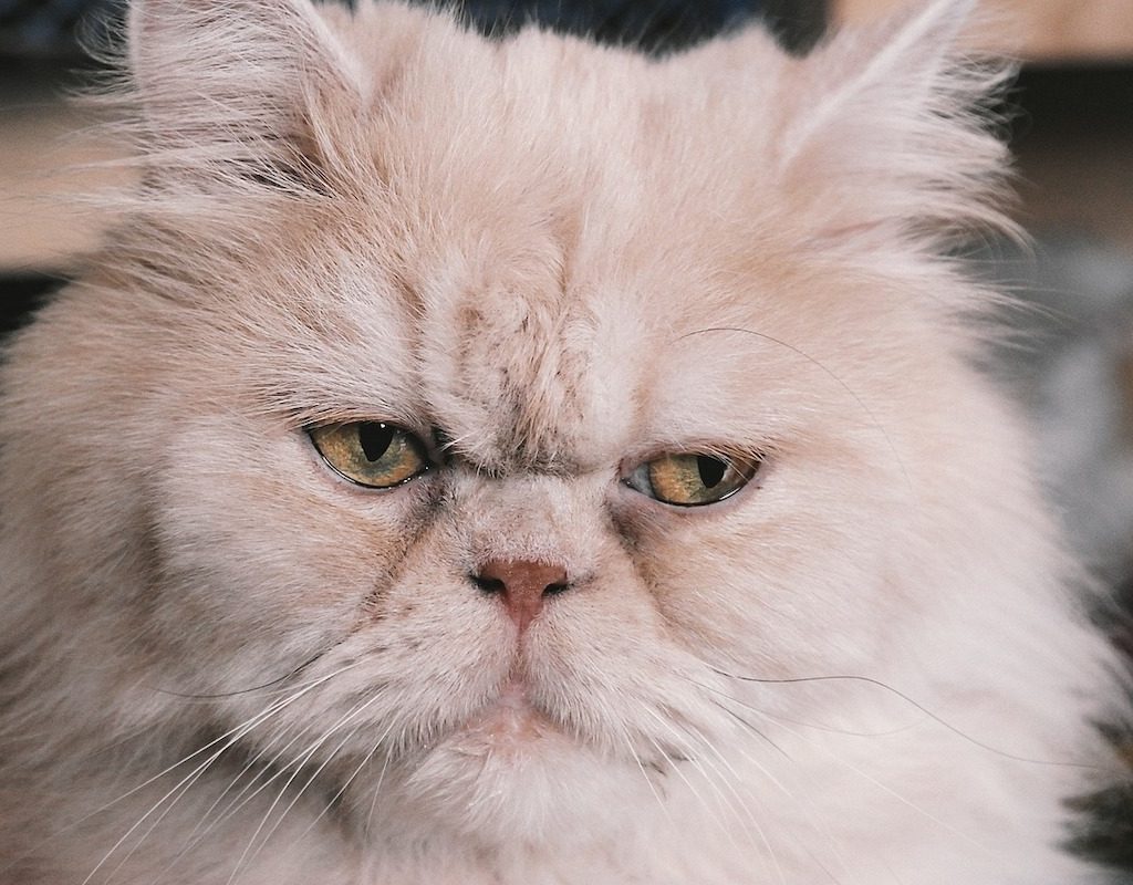 Persian cat with a grumpy face