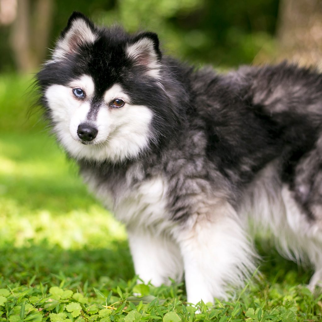An Alaskan Klee Kai dog with heterochromia, one blue eye and one brown eye