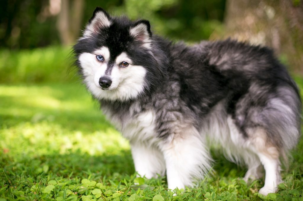 An Alaskan Klee Kai dog with heterochromia, one blue eye and one brown eye