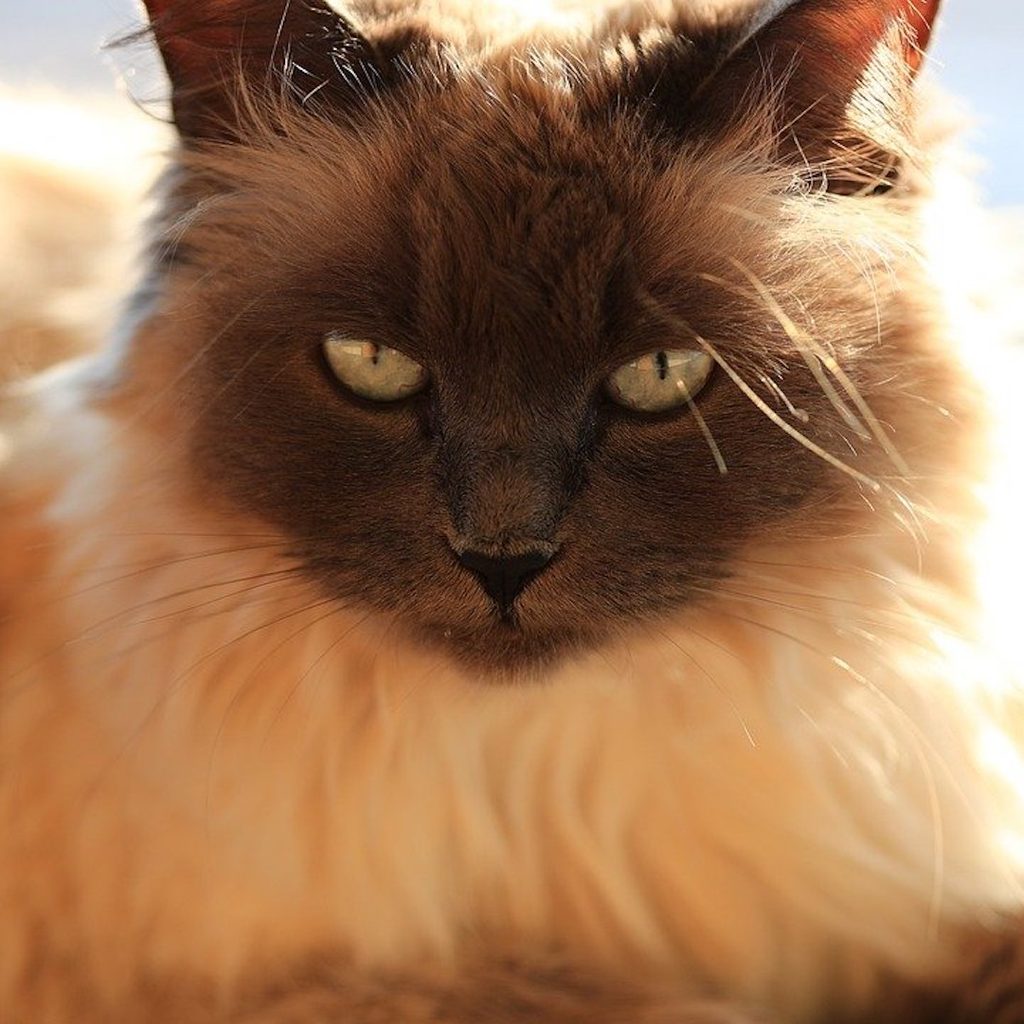 A Balinese cat