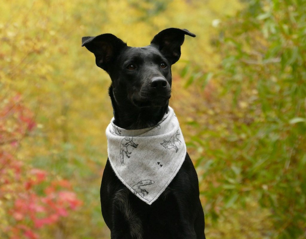 Black dog wearing white bandana