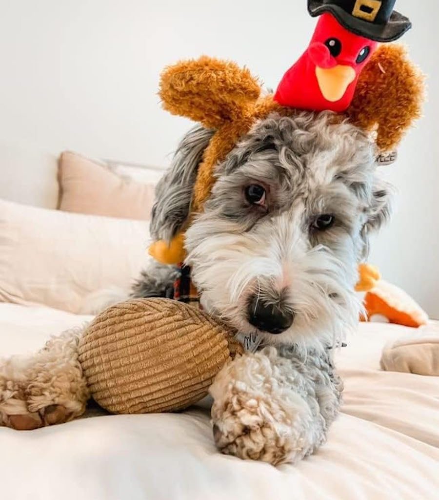 Doodle wearing Thanksgiving turkey headband