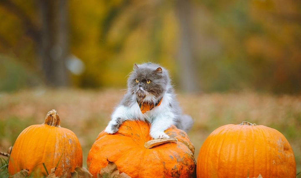 A fluffy cat on top of pumpkins