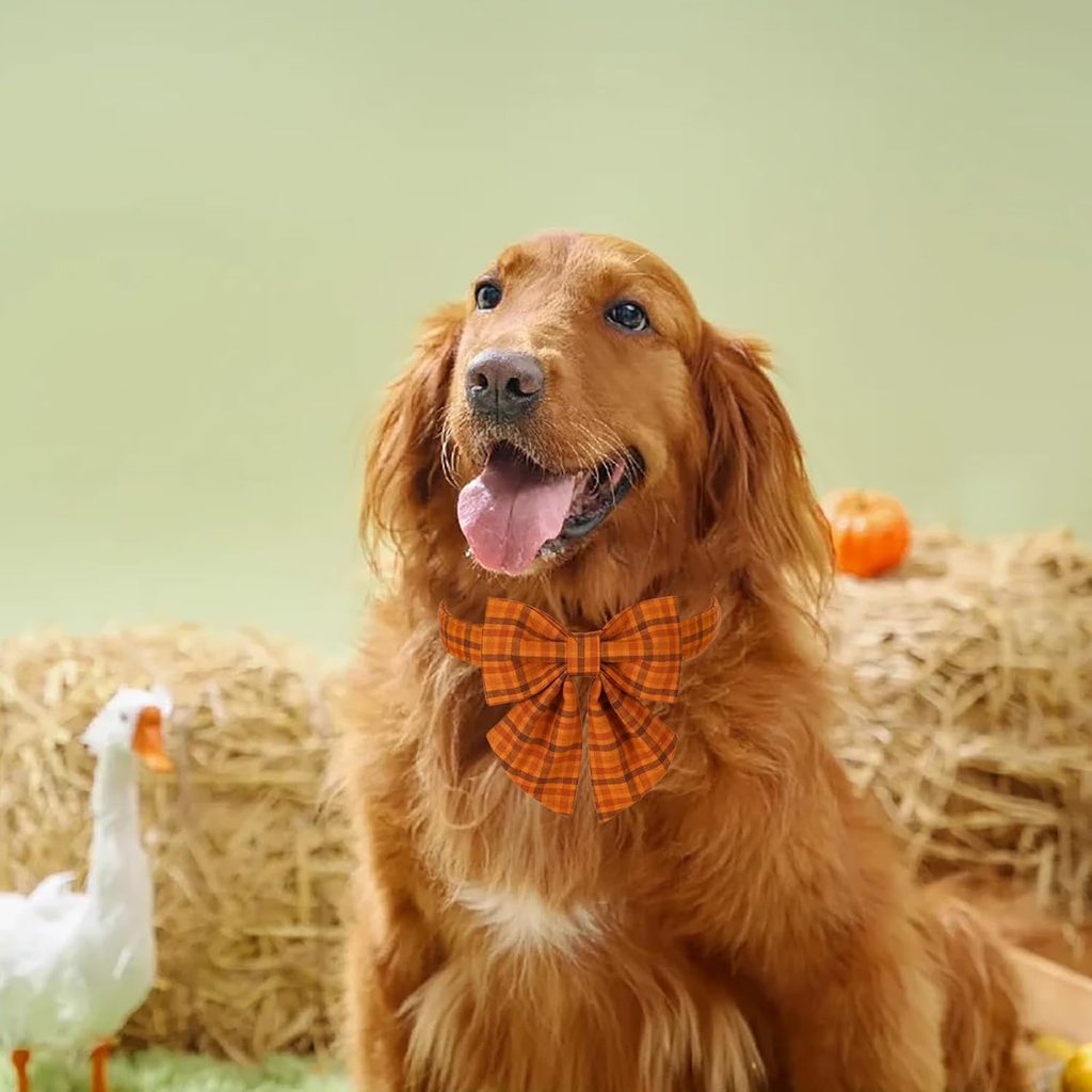 A golden retriever wearing an orange bow tie collar